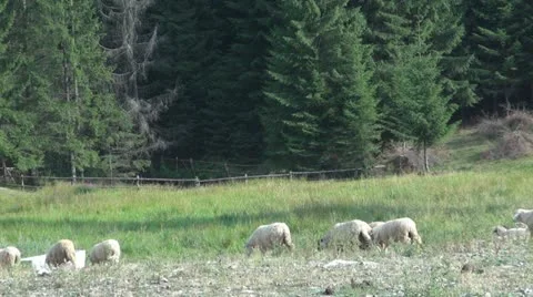 Sheep grazing Stockbeeldmateriaal 11549795