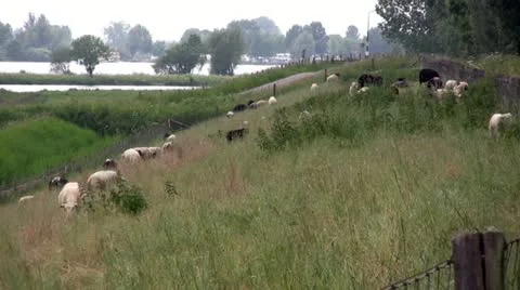 Sheep Grazing Stockbeeldmateriaal 12717975