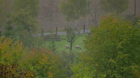 Sheep Grazing Stock Footage 36053267