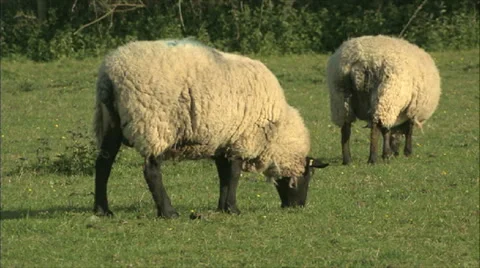 Sheep Grazing Stock-Footage 37708976