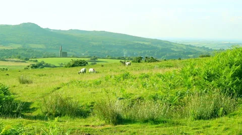 Sheep grazing 스톡 동영상 39890290