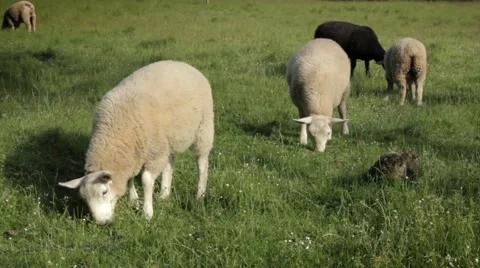 Sheep grazing Stock Footage 59123958