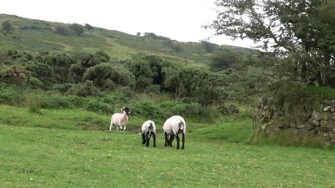 Sheep grazing Stock Footage 78776246