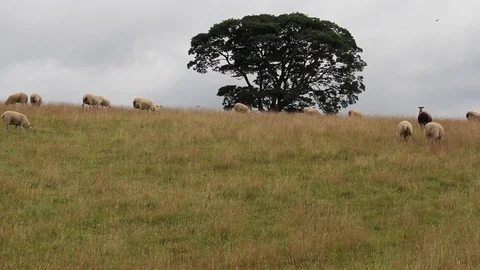 Sheep Grazing 스톡 동영상 80923110