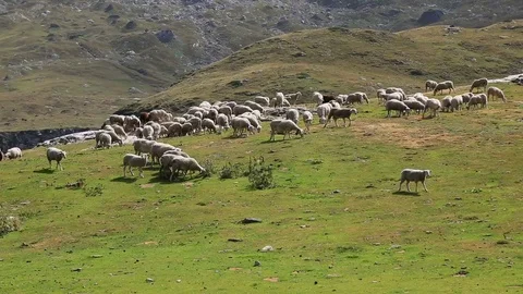 Sheep Grazing Stock Footage 101242282