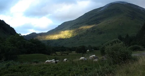 Sheep grazing Stock Footage 101342566