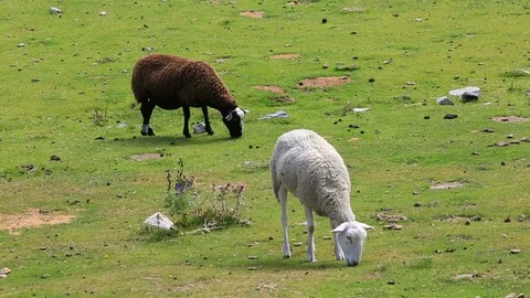 Sheep Grazing Stock Footage 103525721