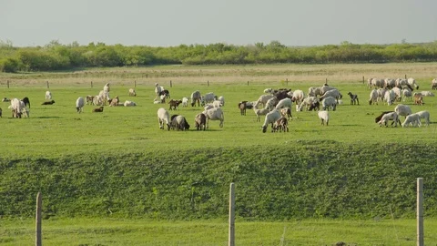 Sheep grazing Stock Footage 106715924
