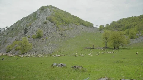 Sheep grazing Stock Footage 110924242