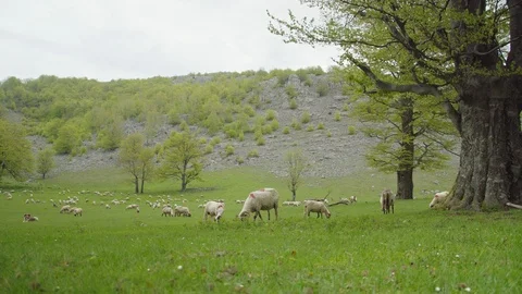 Sheep grazing Stock Footage 110924318