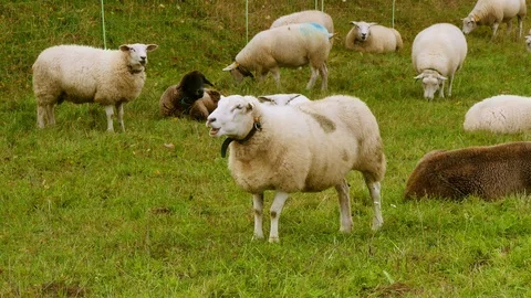 Sheep grazing Stock Footage 119022758