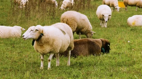 Sheep grazing Stock Footage 119022909