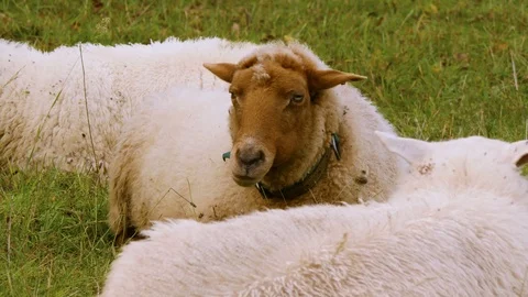 Sheep grazing Vidéo 119022980