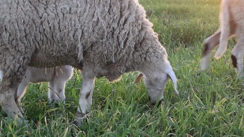 Sheep grazing Stock Footage 123957625