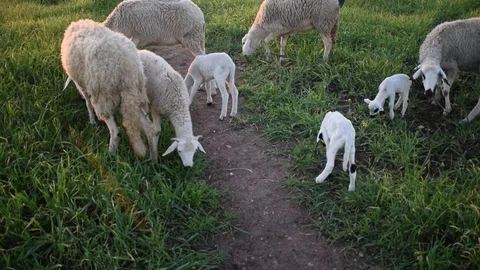 Sheep grazing 库存影片 123958449