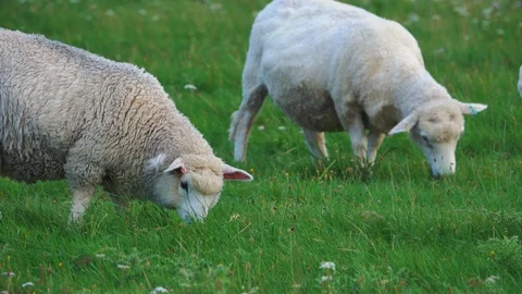 Sheep grazing Stockbeeldmateriaal 127218624