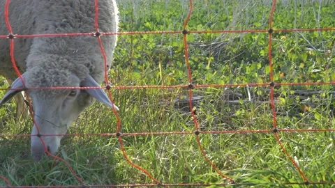 Sheep grazing Stock Footage 139777327