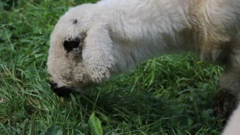 Sheep Grazing Stock Footage 140917004