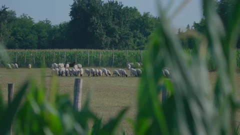 Sheep grazing Stock-Footage 166855157