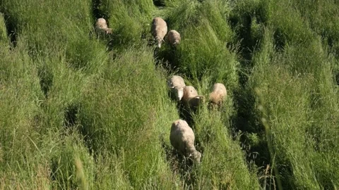Sheep Grazing Stock Footage 240645702