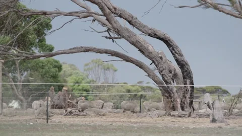 Sheep grazing Stock Footage 244767607
