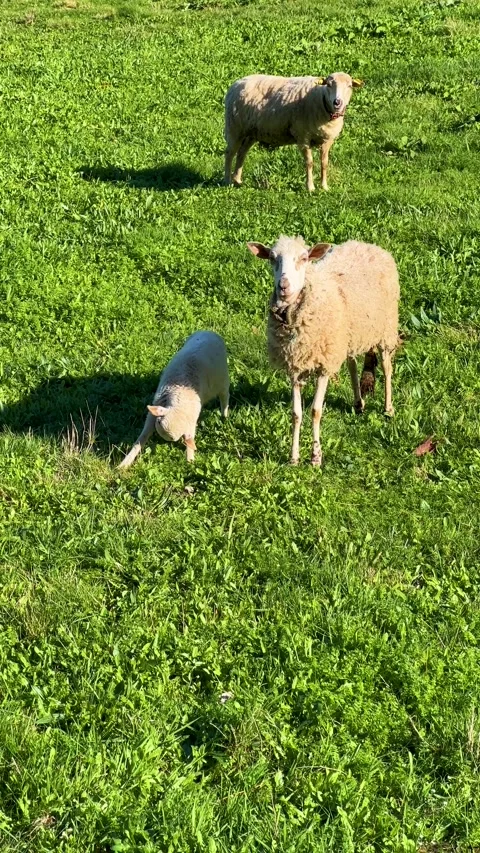 Sheep grazing Stock Footage 264390935