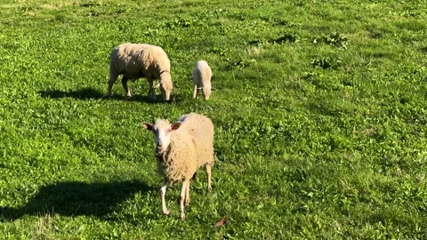 Sheep grazing Stock Footage 264391975
