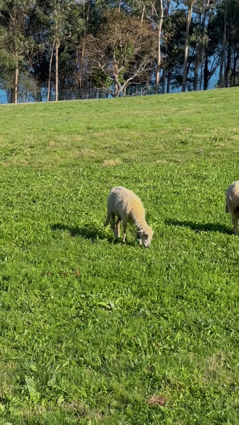 Sheep grazing Stock Footage 264396034