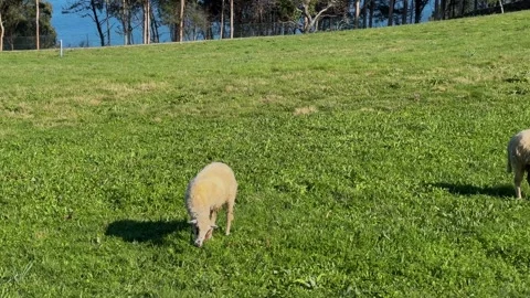 Sheep grazing Stock Footage 264401228