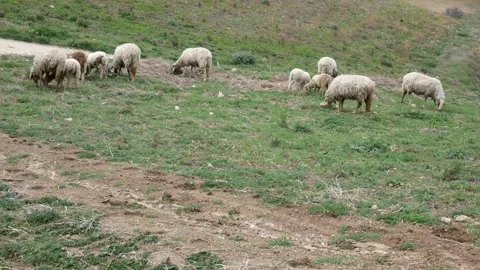 Sheep grazing Stock Footage 266733120
