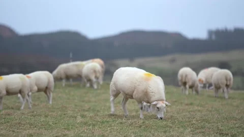 Sheep grazing Stock Footage 270219800