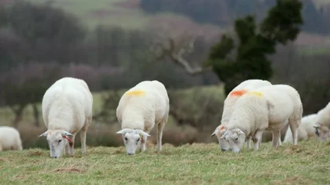 Sheep grazing Stock Footage 270219927