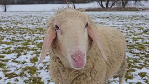 A sheep is grazing Video stock 302713392