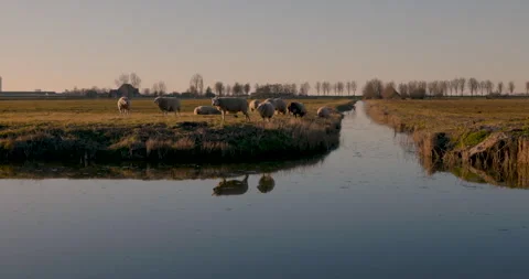 Sheep grazing Stock Footage 304549762