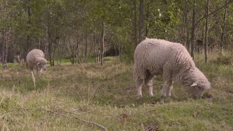Sheep grazing Stock Footage 305776631