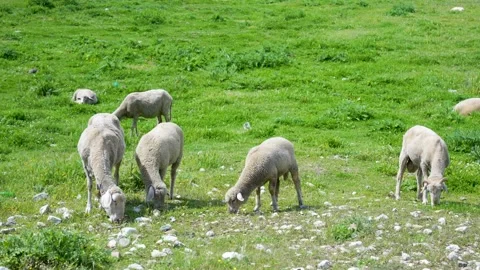 The sheep grazing in the forest 스톡 동영상 239271258