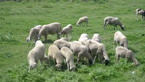 The sheep grazing in the forest 스톡 동영상 239271504