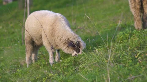 Sheep Grazing on Fresh Grass in Spring Green Meadow, Organic Farming Stock Footage 326047460