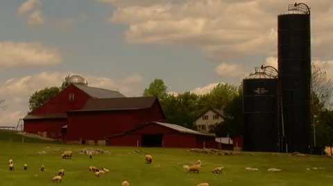 Sheep Grazing in Front of Red Barn Stock Footage 11016753