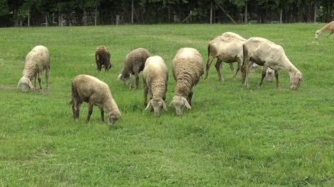 Sheep grazing grass and run in the field. Stock Footage 77631733