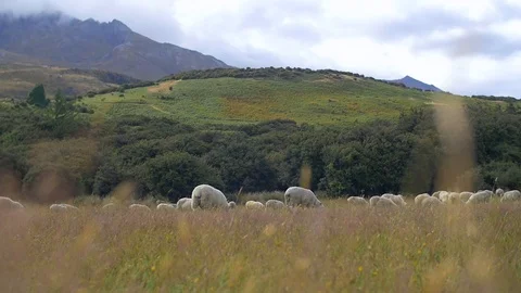 Sheep grazing to grass blowing in the wind Stock Footage 93542391
