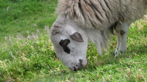 Sheep grazing on grass in field. Close up, slow motion. Video stock 271100071