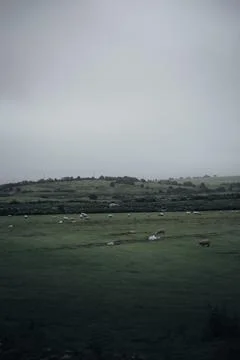 Sheep Grazing on Grass Fields on a Cloudy Day Stock Photos
