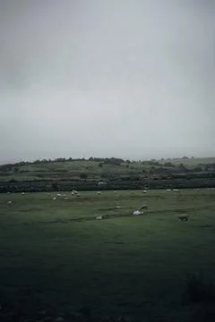 Sheep Grazing on Grass Fields on a Cloudy Day Stock Photos