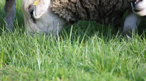 Sheep grazing grass Stock Footage 22933213
