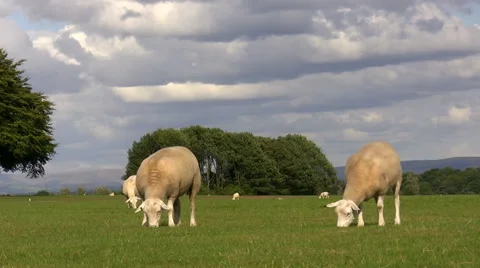 Sheep grazing grass Vídeos de archivo 40957467