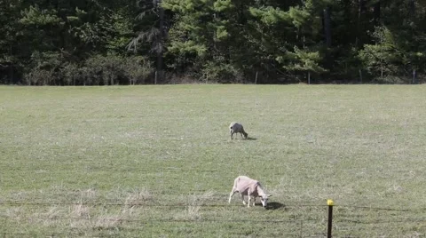 Sheep grazing on grass Stock Footage 64225130