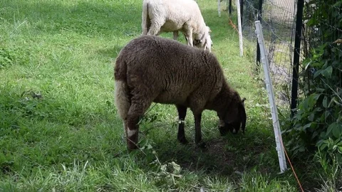 Sheep grazing in grass Video stock 75646035