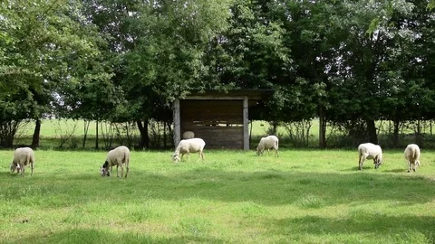 Sheep grazing in grass Stock Footage 75646221