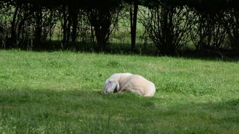 Sheep grazing in grass Video stock 75646491